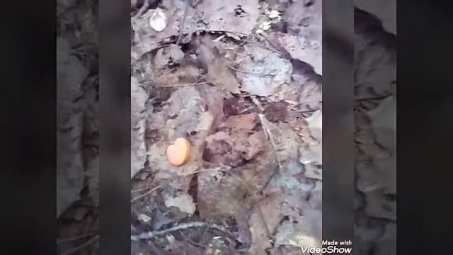 МОЯ НОВОСТЬ: ГРИБНОЙ РАЙ ??? MUSHROOM SEASON смотреть онлайн