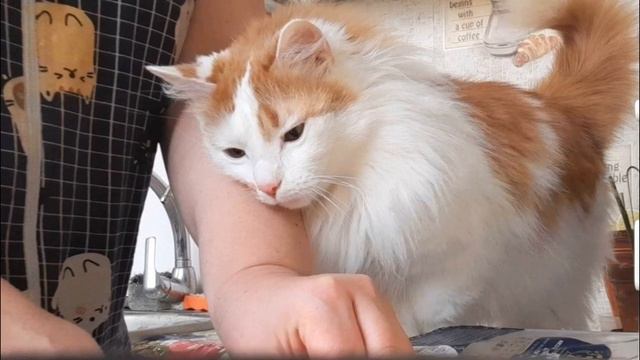 Фотосессия кота Лучика! смотреть онлайн