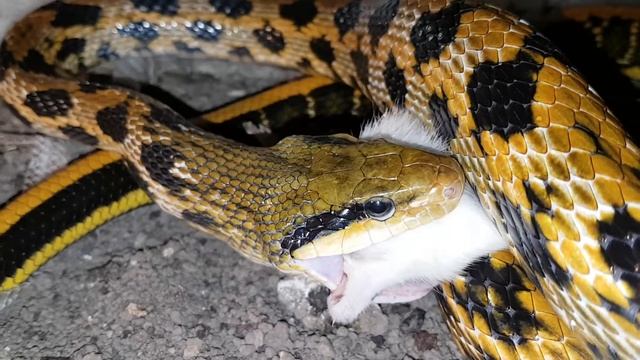 Elaphe taeniura taeniura - male смотреть онлайн