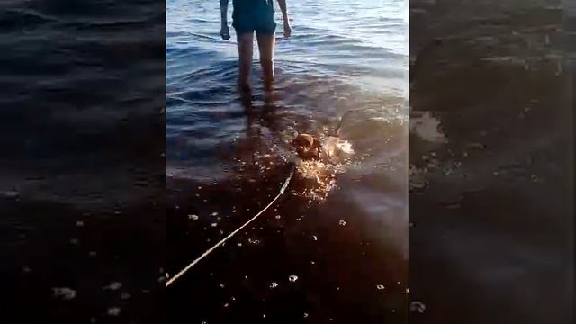 Теодор Рузвельт изучает жесткость воды в реке Волге