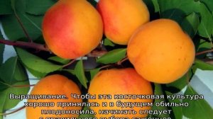 Абрикос Восторг