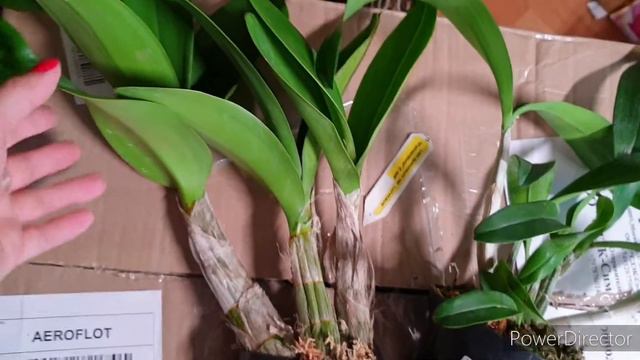 Посылка: Dendrobium Speciosum, Cattleya, Поздравления🌷 смотреть онлайн