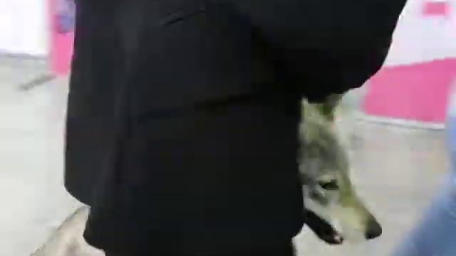 Чешский влчак 1 смотреть онлайн