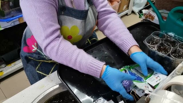 Безумно красивый ДЕЛЬФИНИУМ новозенландский. Особенности посева. смотреть онлайн