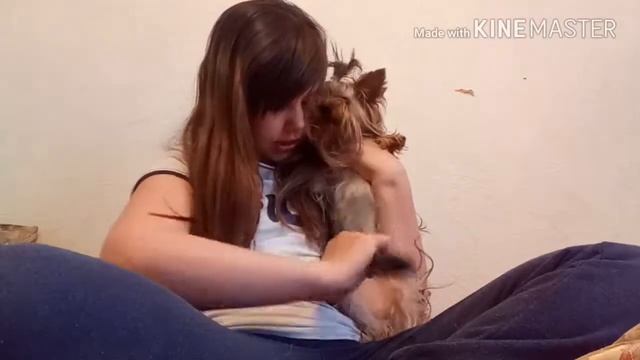 КАК правельно РАСЧЕСЫВАТЬ ЙОРКА смотреть онлайн