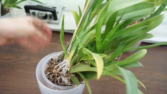 Мои КАМБРИИ:мильтонидиум,одонтоцидиум и брассия.ОРХИДЕИ. смотреть онлайн