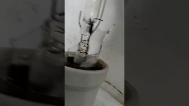 Борьба с древесным грибом с помощью ДРЛ лампы. смотреть онлайн