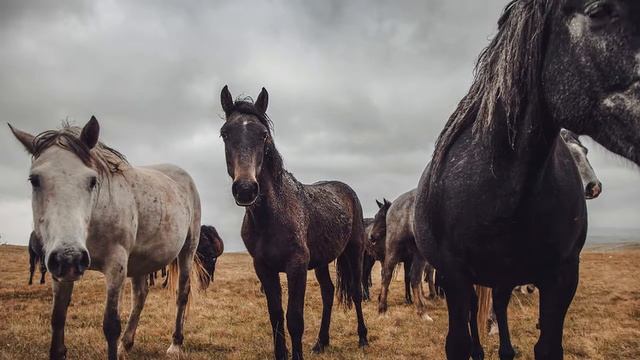 andalusian horse | andalusian horse | breeding a horse смотреть онлайн