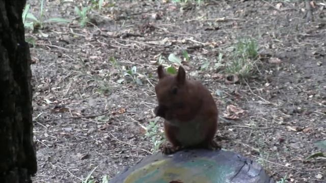 Белка сосредоточенно грызет орешки. смотреть онлайн