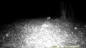 КОТ V\S КУНИЦА-Кто Сильнее!?