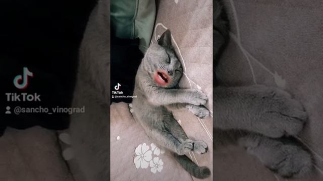 Мой кот говорит во сне? смотреть онлайн