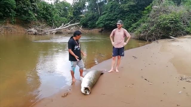 Рыба арапаима в парке Ясуни, Эквадор. Путешествие с индейцами ваорани | Arapaima in Yasuni, Ecuador смотреть онлайн