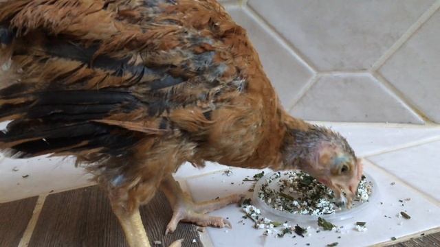 ЧТО СЛУЧИЛОСЬ С ПЕТУХОМ КУЧИНСКОЙ ЮБИЛЕЙНОЙ смотреть онлайн