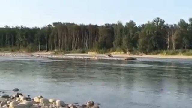 Шеви нива (Леший) поплыла по реке Лаба смотреть онлайн