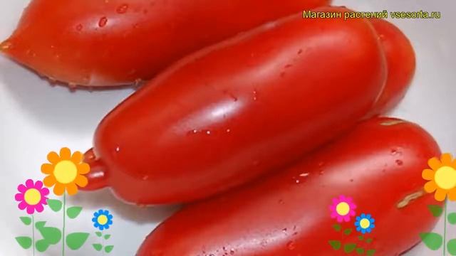 Томат обыкновенный Сабелька. Краткий обзор, описание характеристик Sabelka смотреть онлайн