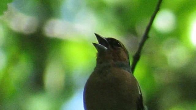 Зяблик / Fringilla coelebs. Canon PowerShot SX60 HS Zoom test смотреть онлайн