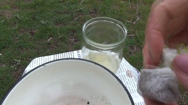 Как ускорить прорастание семян моркови смотреть онлайн