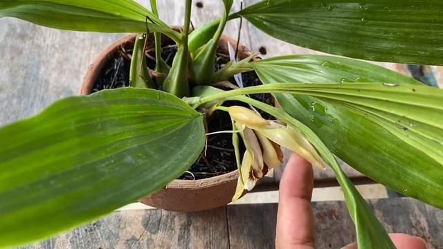 Coelogyne Speciosa смотреть онлайн