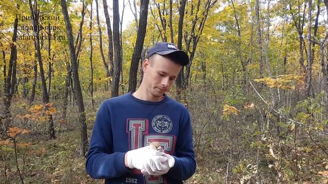 ВЫПУСК В ПРИРОДУ ОБЫКНОВЕННОГО ДУБОНОСА смотреть онлайн