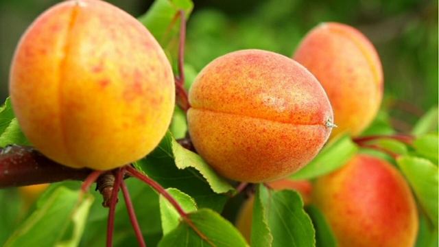 Лучшие зимостойкие сорта абрикосов, которые можно посадить в Центральной России смотреть онлайн