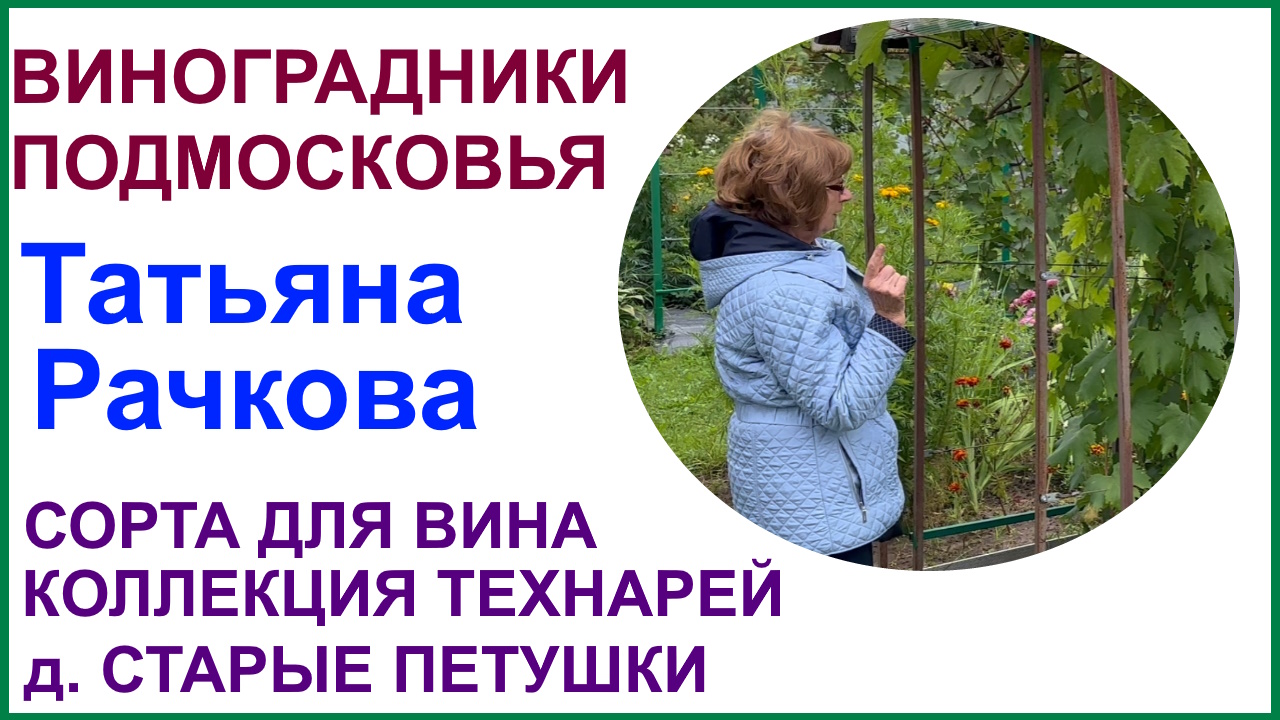Виноградник Татьяны Рачковой, Старые Петушки Владимирская область. Сорта для северного виноделия. смотреть онлайн
