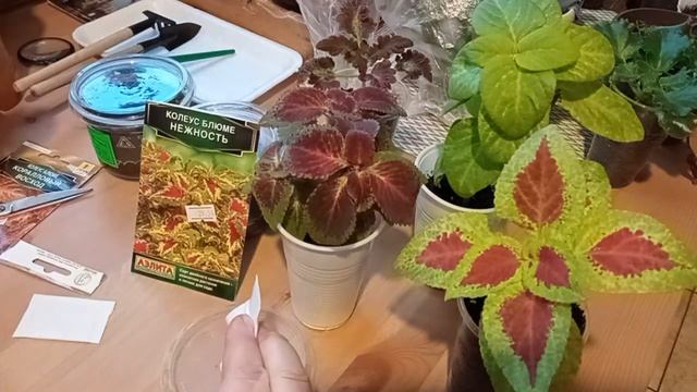 Сеем колеусы. Когда и как производить посев. смотреть онлайн