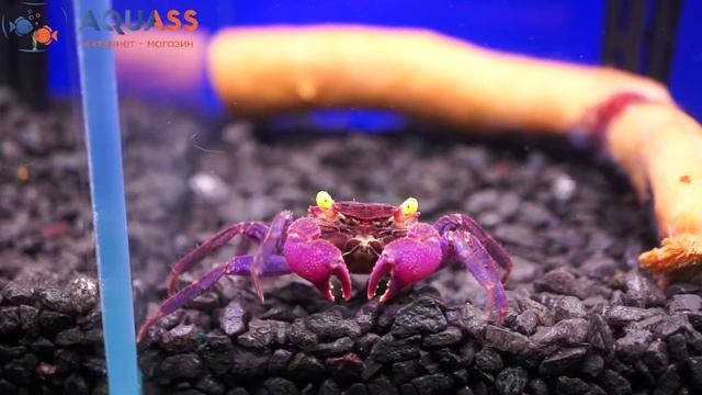 ?Aquass - Краб вампир (geosesarma sp. vampire) смотреть онлайн