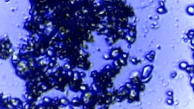 Овсяной хлеб с белыми, подозрительными включниями смотреть онлайн