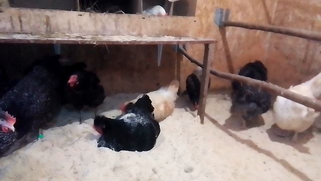 Молочная кислота для кур! смотреть онлайн