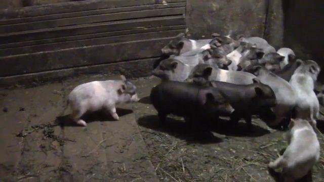 Можно держать двух свиноматок с поросятами сосунами в одном загоне//вьетнамские вислобрюхие поросят смотреть онлайн