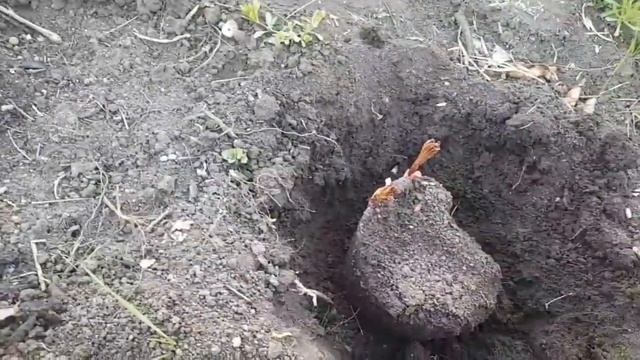 Высадка пионов из горшков весной. смотреть онлайн