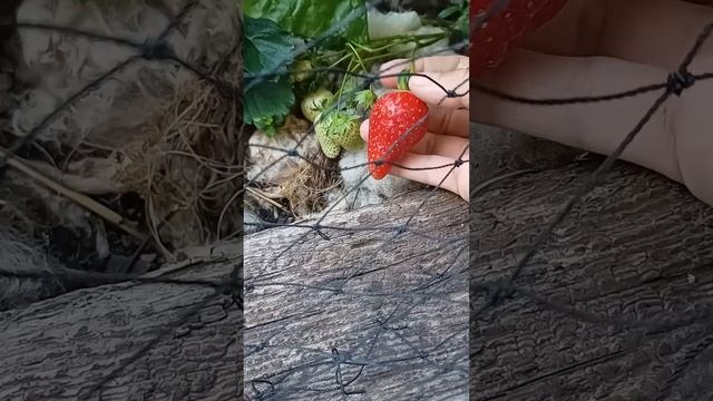 клубника для украшения тортов сорт смотреть онлайн