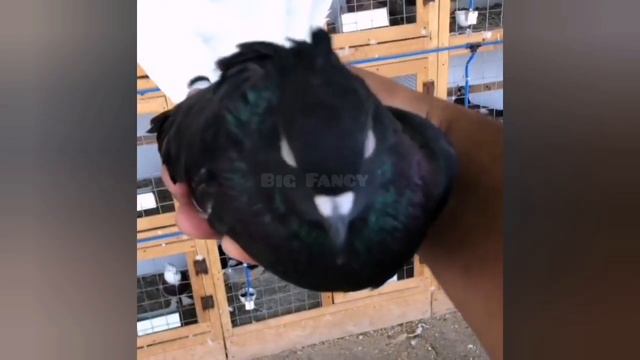 Pigeon Farm || Fancy Pigeon Loft - Breeding Fancy Pigeon