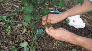 Прививка абрикоса на сливу почкой.