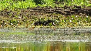 ПРОБЛЕМЫ ЭКОЛОГИИ