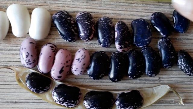 Фасоль на семена. Мои самые любимые и урожайные сорта зерновой фасоли.