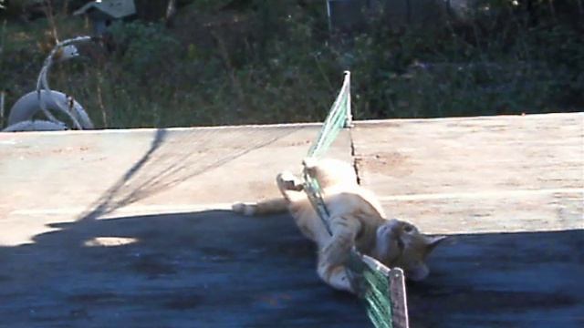 Cat Ping Pong смотреть онлайн