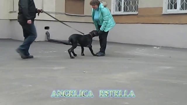 Great Danes puppies for sale . Продаются щенки немецкого дога смотреть онлайн