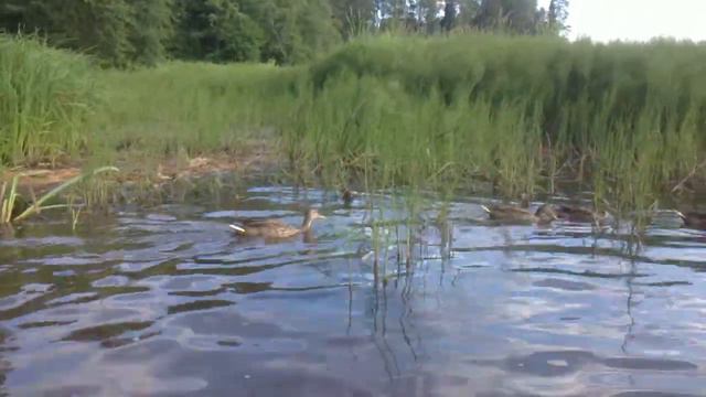 Река Оредеж - Утки смотреть онлайн