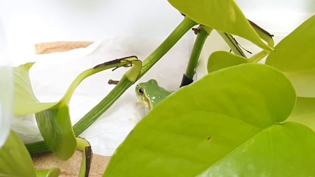 개구리 키우기) 청순이의 새친구가 나타났다! The new frog friend appeared. Raising Frogs. смотреть онлайн