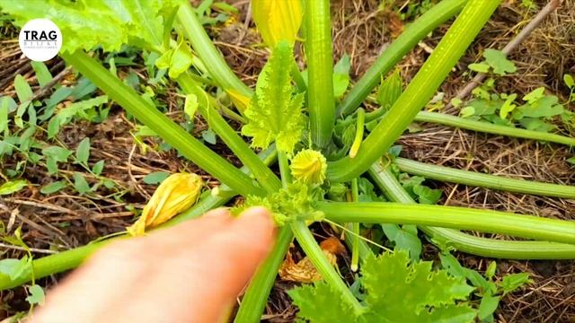 IZDVAJANJE SEMENA (2022) [TRAG BILJKE]