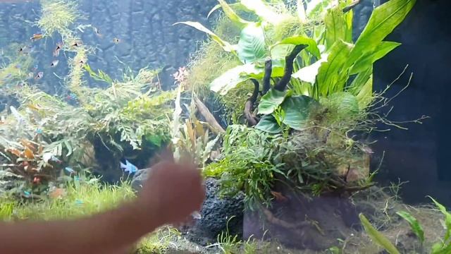 Полу перезапуск! Растения для нового аквариума. Аквариум Juwel 450l. Часть 45. смотреть онлайн