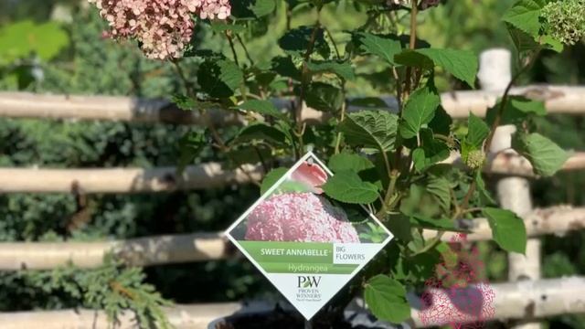 Гортензии древовидные Пинк Анабель 2, Свит Анабель, Руби Анабель, Лиметта, Бланчетта, Маувейте и др смотреть онлайн