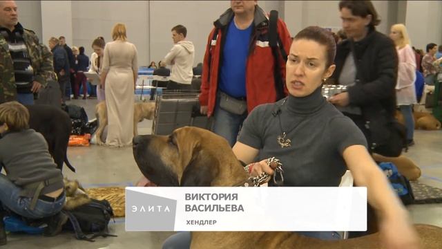 Все о породе собак фила бразилейро, а также советы ветеринара смотреть онлайн