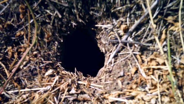 Как избавиться от земляных ос на даче смотреть онлайн