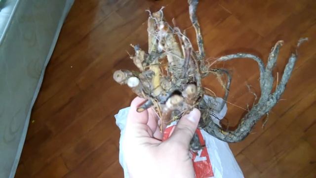 Хмель от Викторчика. смотреть онлайн