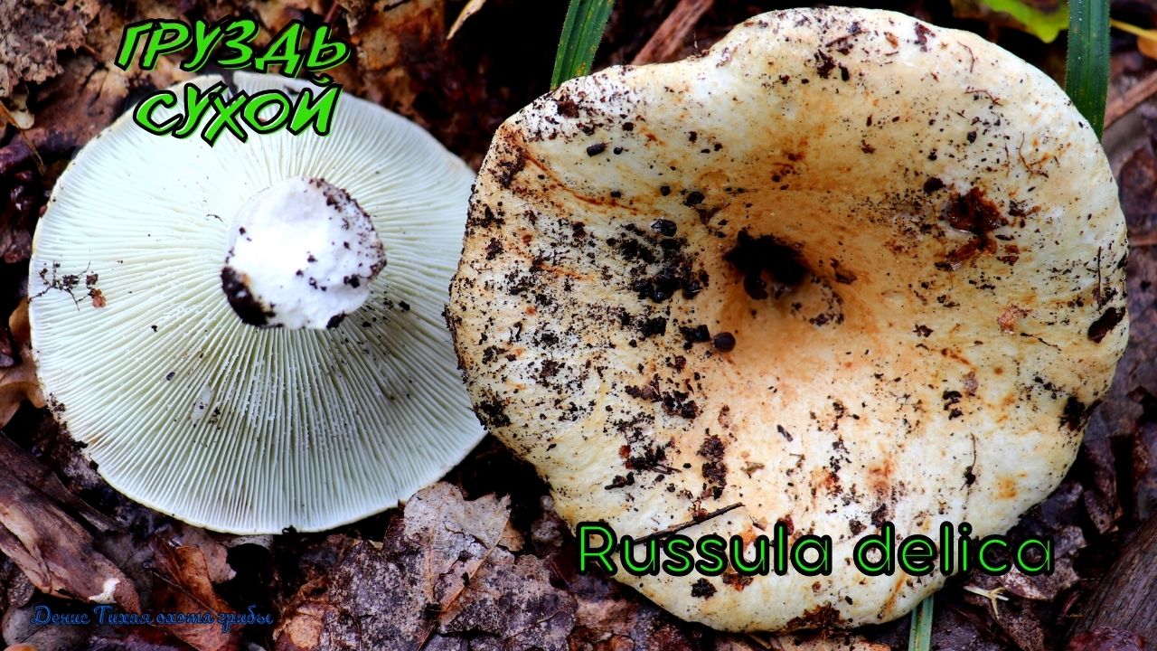 Груздь сухой или Подгруздок белый | Russula delica смотреть онлайн