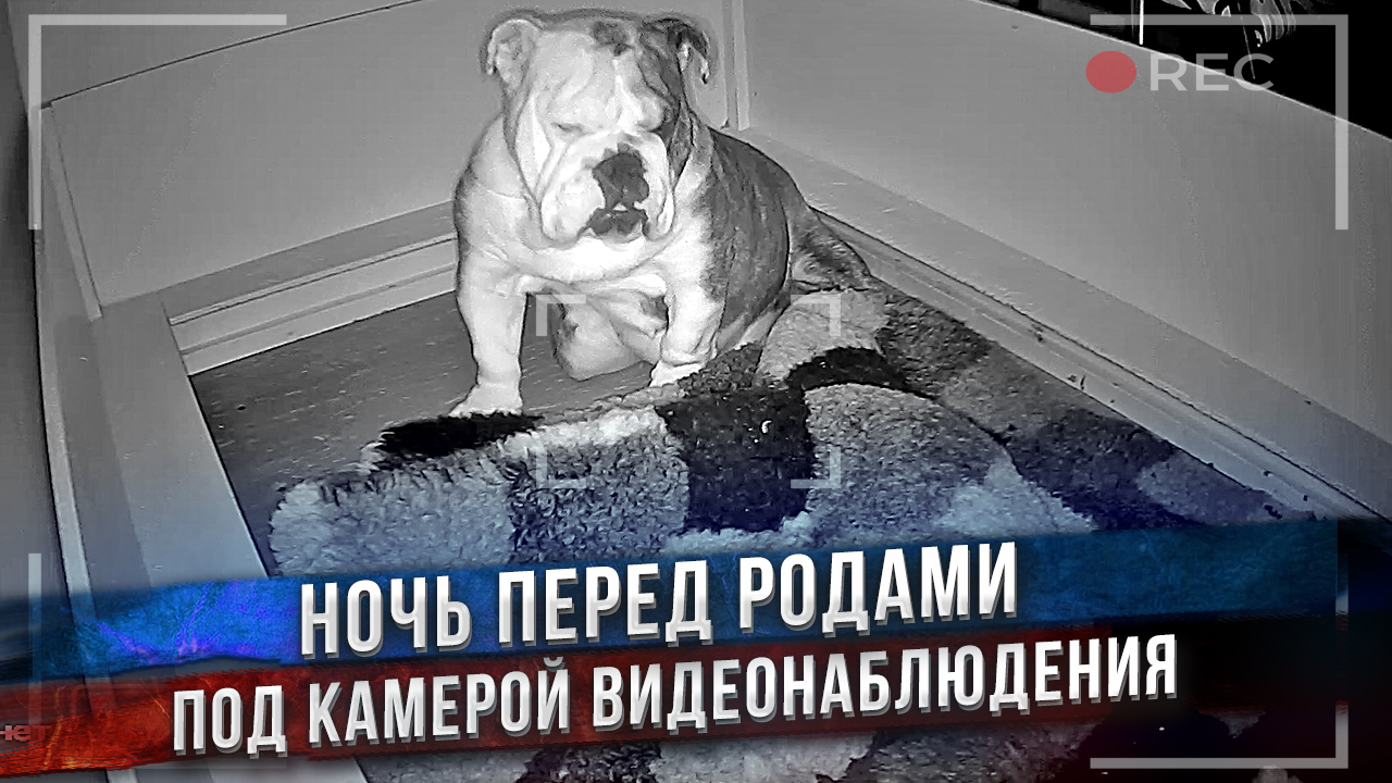 Беременная собака не может спать! Беспокойная ночь перед родами. смотреть онлайн