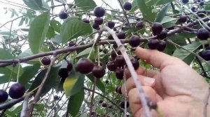 ЖУКОВСКАЯ ВИШНЯ