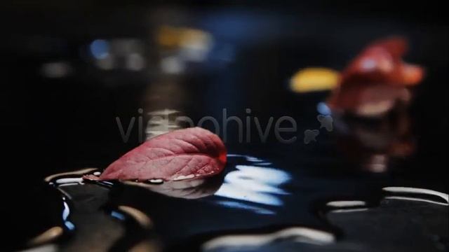 Stock Footage - Autumn Red A | VideoHive смотреть онлайн
